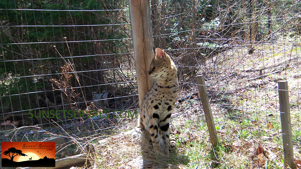 serval cat kitten available canada ontario united states worldwide savannah f1 f2 f3 f4 f5 f6 caracal